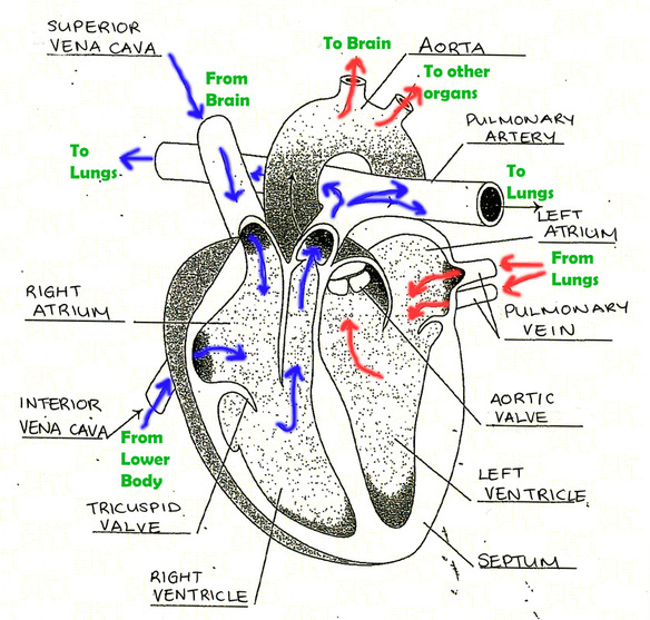Circulatory System - Body Systems